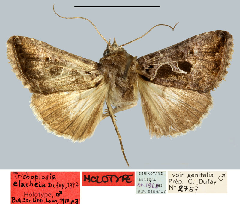 /filer/webapps/moths/media/images/E/elacheia_Trichoplusia_HT_MNHN.jpg