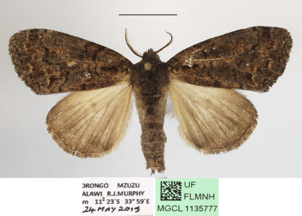 /filer/webapps/moths/media/images/E/elaeochroa_Dasychira_AF_MGCLa_03.JPG