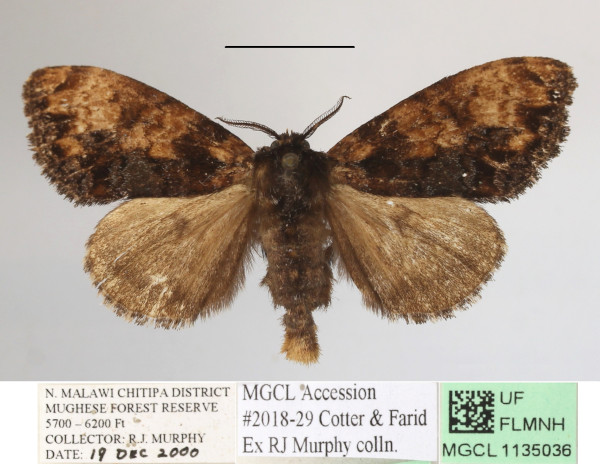 /filer/webapps/moths/media/images/E/elaeochroa_Dasychira_AF_MGCLa_04.JPG