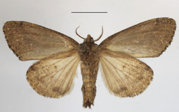 /filer/webapps/moths/media/images/E/elaeochroa_Dasychira_AF_MGCLb_03.JPG