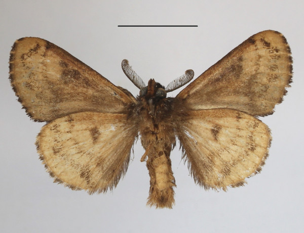 /filer/webapps/moths/media/images/E/elaeochroa_Dasychira_AM_MGCLb_01.JPG