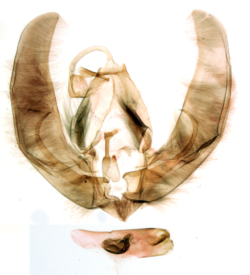 /filer/webapps/moths/media/images/E/elancata_Plusiophaes_GMHT_MNHN_BL997.jpg