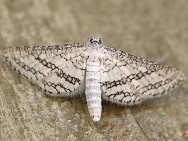 /filer/webapps/moths/media/images/E/elaphropa_Pyralidoxa_A_Voaden.jpg