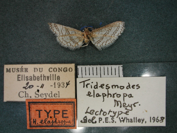 /filer/webapps/moths/media/images/E/elaphropa_Pyralidoxa_LT_RMCA_01.jpg