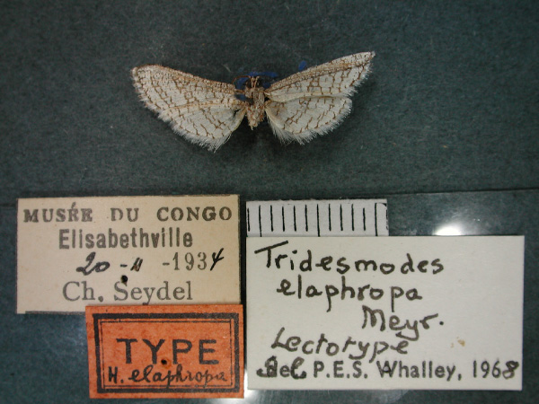 /filer/webapps/moths/media/images/E/elaphropa_Pyralidoxa_LT_RMCA_02.jpg