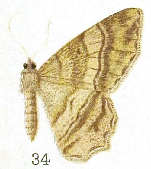/filer/webapps/moths/media/images/E/elata_Macaria_HT_Prout_25-34.jpg