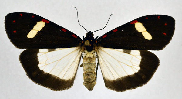 /filer/webapps/moths/media/images/E/elata_Utetheisa_AF_NHMO.jpg