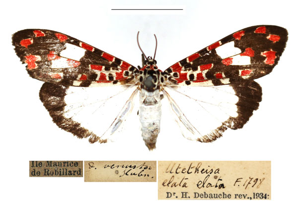 /filer/webapps/moths/media/images/E/elata_Utetheisa_AF_RBINS_02.jpg