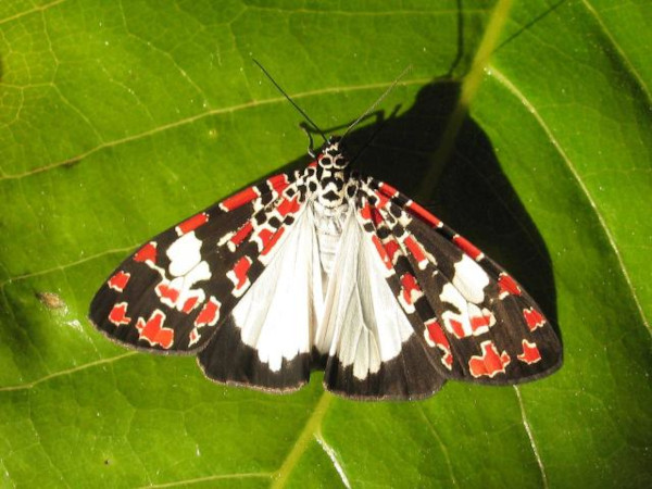 /filer/webapps/moths/media/images/E/elata_Utetheisa_A_Guyonnet.jpg