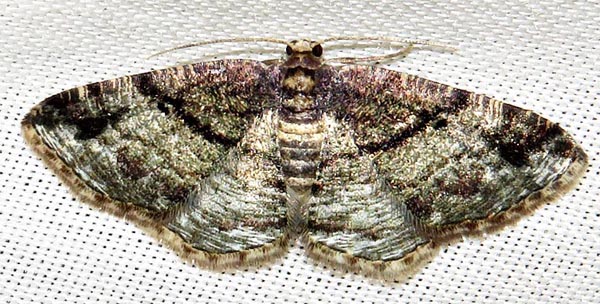 /filer/webapps/moths/media/images/E/elatina_Cabera_F_Braun_04.jpg