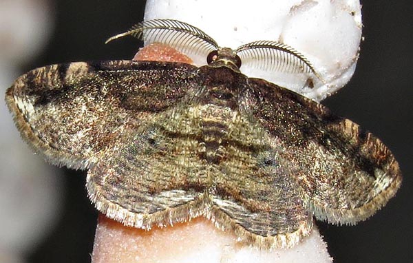 /filer/webapps/moths/media/images/E/elatina_Cabera_M_Braun_03.jpg
