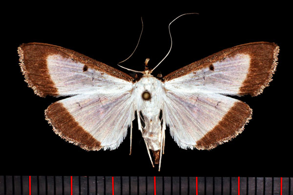/filer/webapps/moths/media/images/E/elealis_Palpita_AM_Poltavsky.jpg