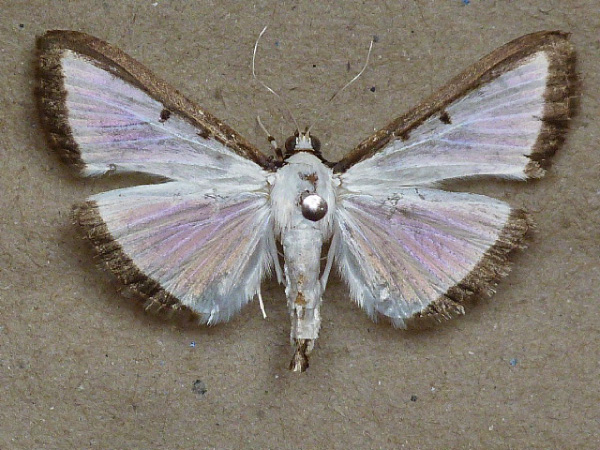 /filer/webapps/moths/media/images/E/elealis_Palpita_A_Butler.jpg