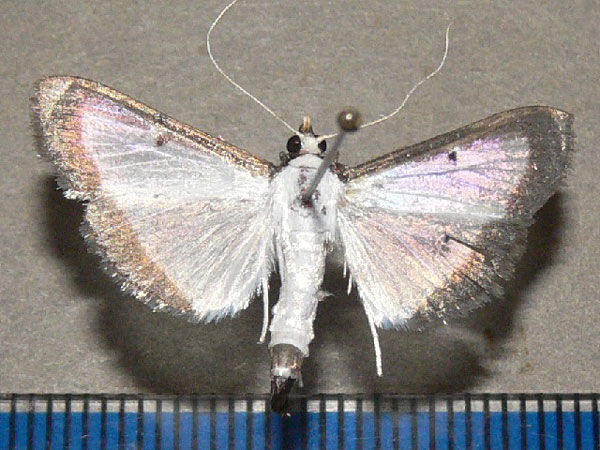 /filer/webapps/moths/media/images/E/elealis_Palpita_A_Goff.jpg