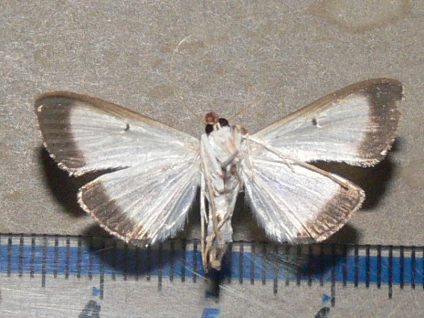 /filer/webapps/moths/media/images/E/elealis_Palpita_A_Goffb_01.jpg