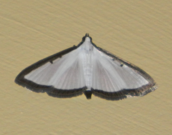 /filer/webapps/moths/media/images/E/elealis_Palpita_A_Grobler.jpg