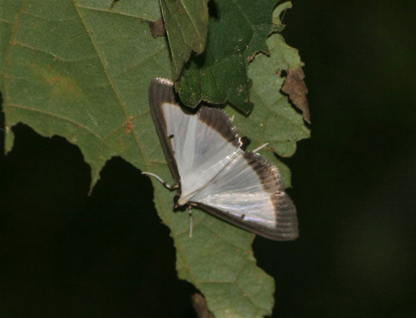 /filer/webapps/moths/media/images/E/elealis_Palpita_A_Jorpeland.jpg