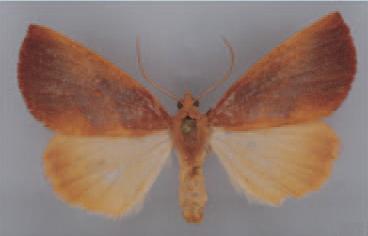 /filer/webapps/moths/media/images/E/electa_Terpnostola_AF_ZSM.jpg