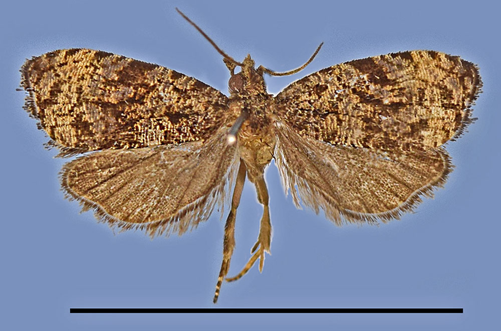 /filer/webapps/moths/media/images/E/electra_Nepheloploce_HT_MRSN.jpg