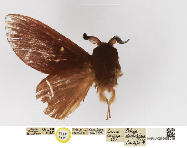 /filer/webapps/moths/media/images/E/electrophaea_Pehria_PTM_NHMUK.jpg