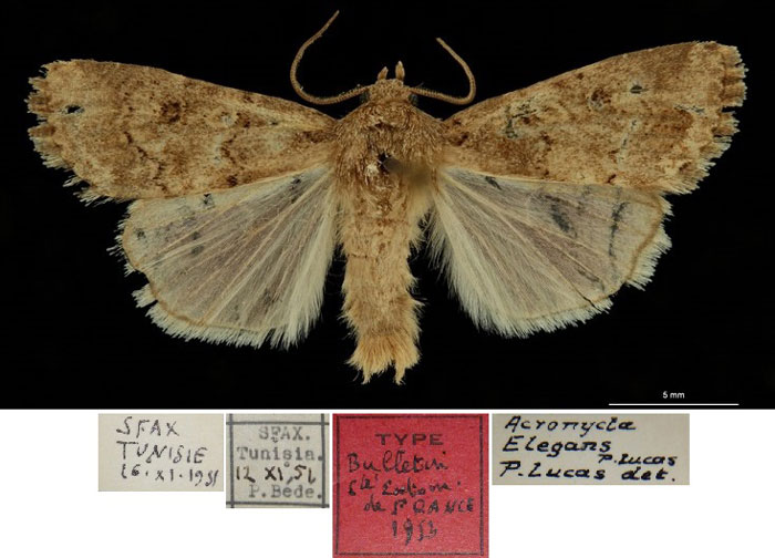 /filer/webapps/moths/media/images/E/elegans_Acronicta_HT_RBINS.jpg