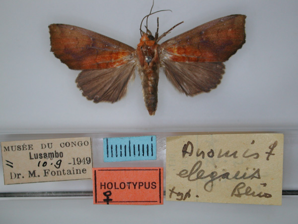 /filer/webapps/moths/media/images/E/elegans_Anomis_HT_RMCA_01.jpg