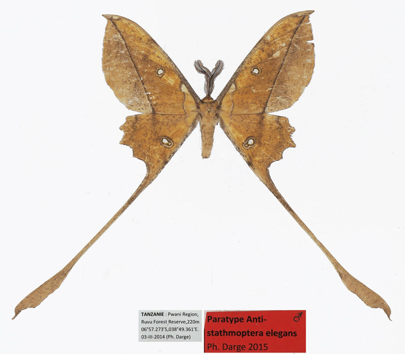 /filer/webapps/moths/media/images/E/elegans_Antistathmoptera_PTM_Basquin.jpg