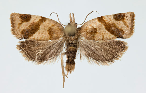 /filer/webapps/moths/media/images/E/elegans_Aphelia_AM_NHMO.jpg