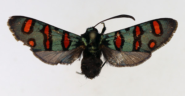/filer/webapps/moths/media/images/E/elegans_Arniocera_AF_TMSA.jpg