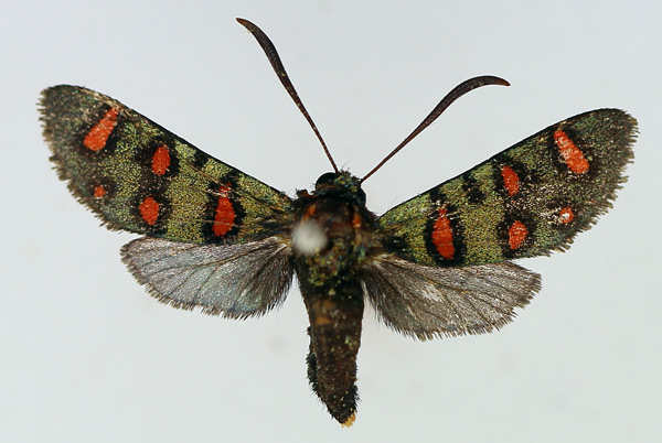 /filer/webapps/moths/media/images/E/elegans_Arniocera_AM_TMSA.jpg