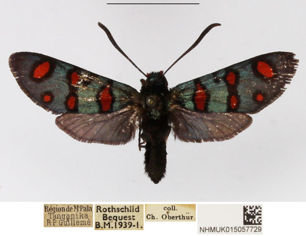 /filer/webapps/moths/media/images/E/elegans_Arniocera_A_NHMUK_01.jpg