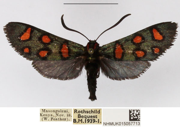 /filer/webapps/moths/media/images/E/elegans_Arniocera_A_NHMUK_02.jpg