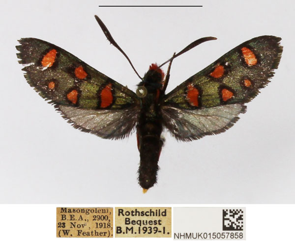 /filer/webapps/moths/media/images/E/elegans_Arniocera_A_NHMUK_03.jpg