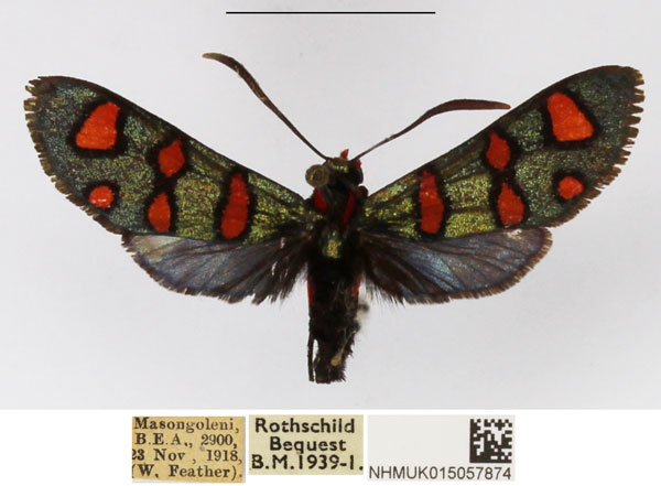 /filer/webapps/moths/media/images/E/elegans_Arniocera_A_NHMUK_04.jpg