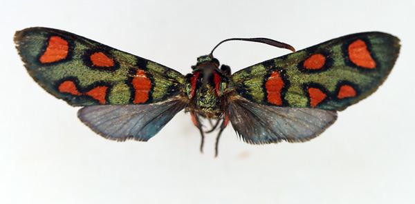 /filer/webapps/moths/media/images/E/elegans_Arniocera_A_TMSA.jpg