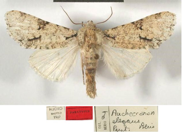 /filer/webapps/moths/media/images/E/elegans_Auchecranon_PTM_MSNM.jpg