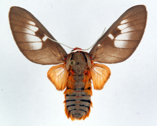 /filer/webapps/moths/media/images/E/elegans_Balacra_AM_Ochse.jpg