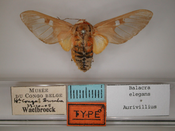 /filer/webapps/moths/media/images/E/elegans_Balacra_A_RMCA_01.jpg