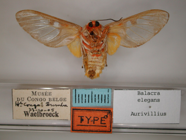 /filer/webapps/moths/media/images/E/elegans_Balacra_A_RMCA_02.jpg