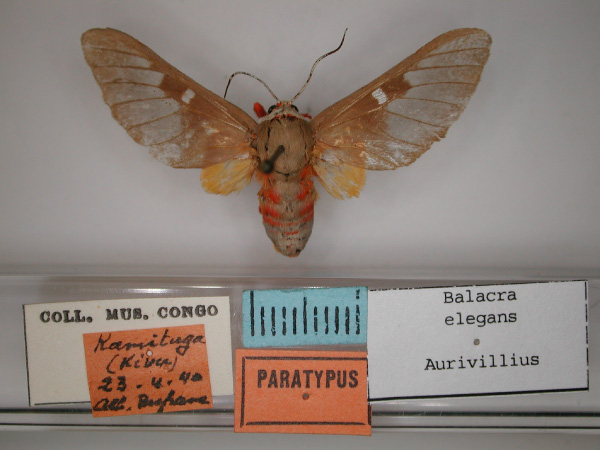 /filer/webapps/moths/media/images/E/elegans_Balacra_A_RMCA_03.jpg