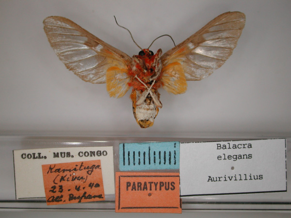 /filer/webapps/moths/media/images/E/elegans_Balacra_A_RMCA_04.jpg