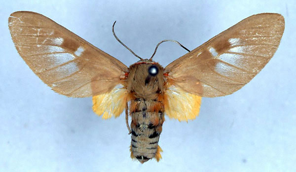 /filer/webapps/moths/media/images/E/elegans_Balacra_HT_SNHM_01.jpg