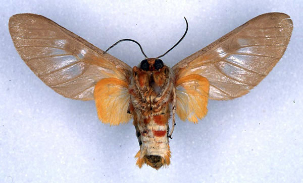 /filer/webapps/moths/media/images/E/elegans_Balacra_HT_SNHM_02.jpg