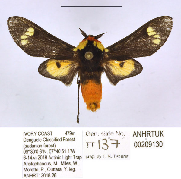 /filer/webapps/moths/media/images/E/elegans_Casphalia_AM_ANHRT.jpg