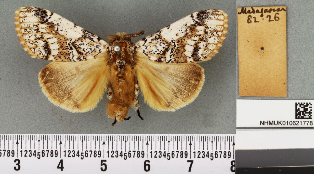 /filer/webapps/moths/media/images/E/elegans_Dasychira_HT_BMNHa.jpg
