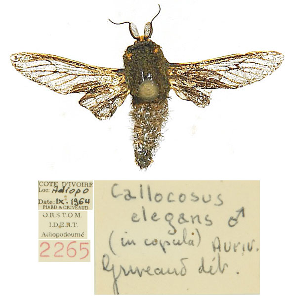 /filer/webapps/moths/media/images/E/elegans_Eulophonotus_AM_ORSTOM.jpg