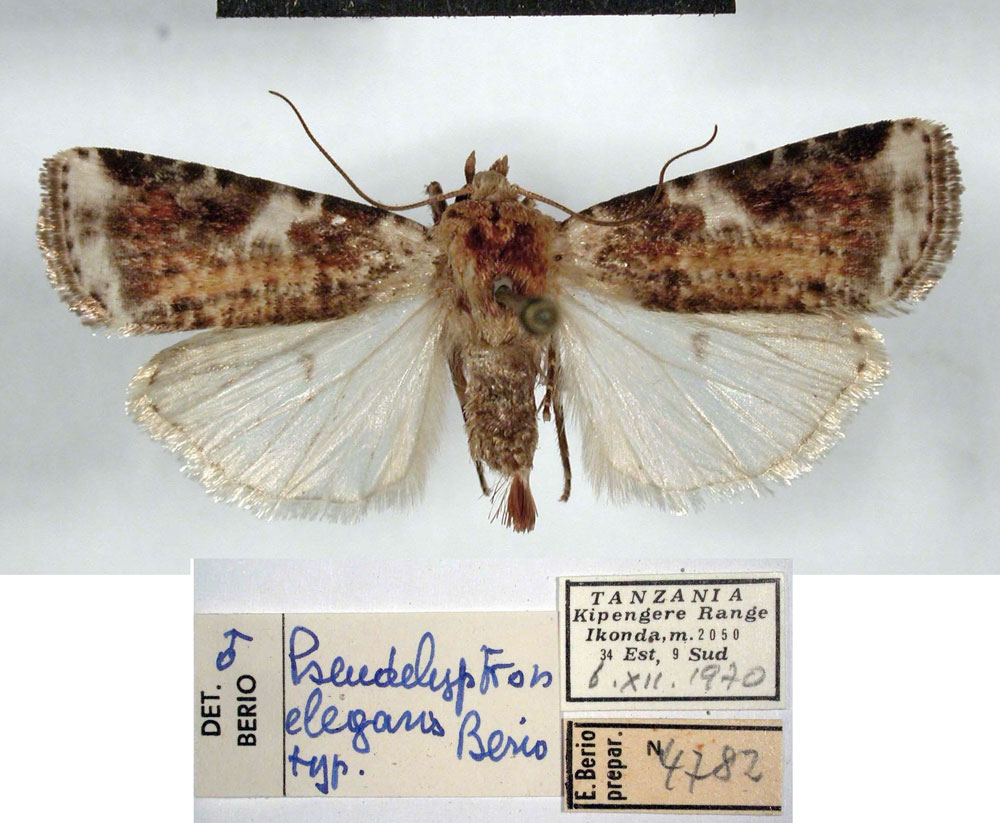 /filer/webapps/moths/media/images/E/elegans_Euxootera_HT_MSNM.jpg