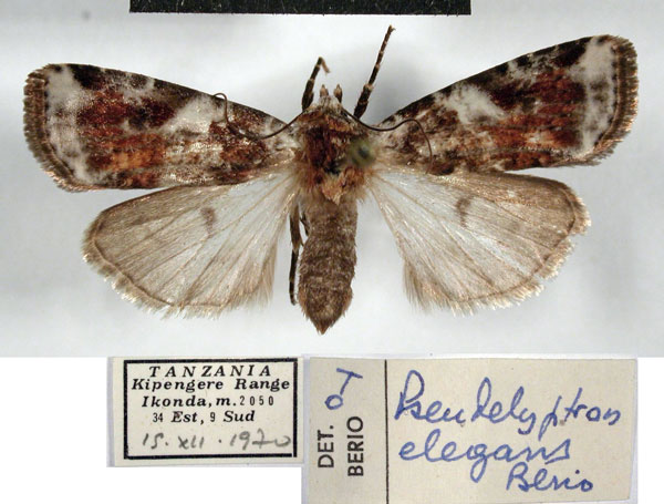/filer/webapps/moths/media/images/E/elegans_Hermonassoides_AF_MSNM.jpg