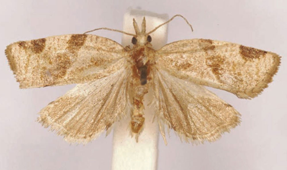 /filer/webapps/moths/media/images/E/elegans_Lozotaenia_LT_SAMC.jpg