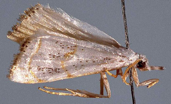 /filer/webapps/moths/media/images/E/elegans_Malgasochilo_HT_NHMUK.jpg